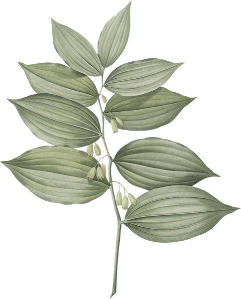 Plant Leaves Illustration