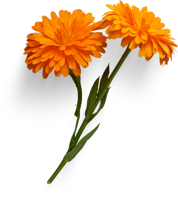 Orange Calendula flower