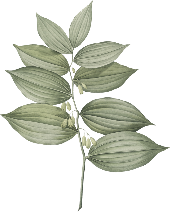 Plant Leaves Illustration