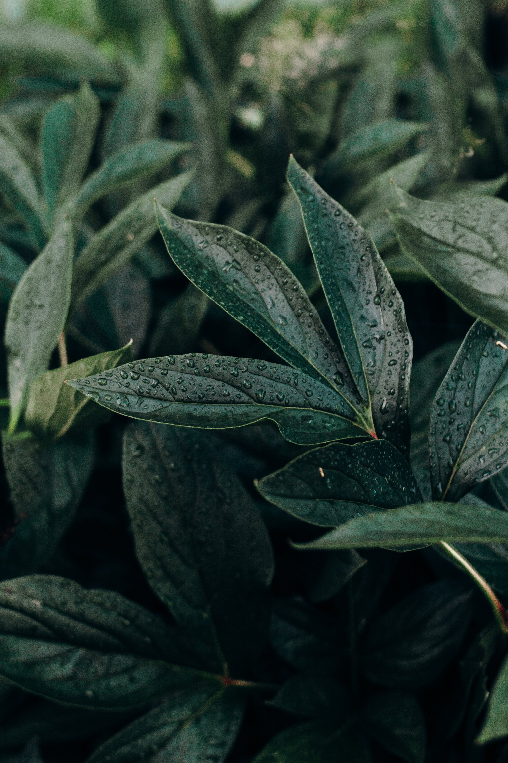 Water Droplets on Leaves