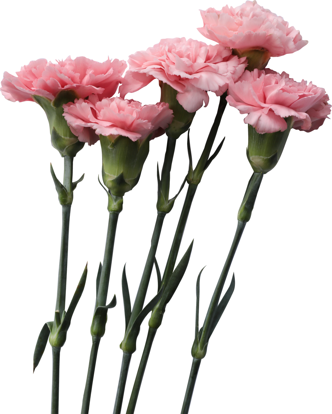 Five Carnation Flowers